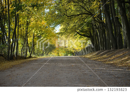 Autumn Forest Path With Sunlit Leaves Framing A Quiet Dirt Road Through Dawn Autumn Forest Path With Sunlit Leaves Framing A Quiet Dirt Road Through Dawn 132193823