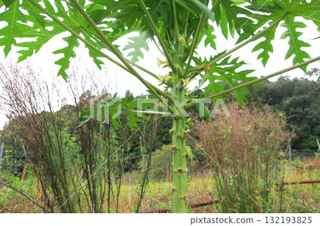 Papaya in the field 132193825