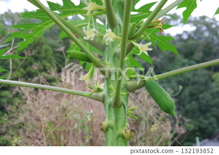 Green papaya in the field 132193852