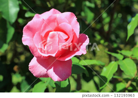 麥卡尼玫瑰（Rose），圖片 132193963