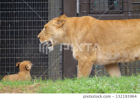 獅子的母親和孩子 132193964