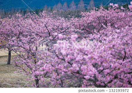 Cherry blossoms (Kawazu cherry blossoms) shining brightly on a beautiful spring day. Aspecta, one of the world's largest outdoor stages (Minamiaso Village). 132193972