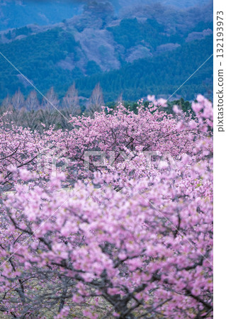 Cherry blossoms (Kawazu cherry blossoms) shining brightly on a beautiful spring day. Aspecta, one of the world's largest outdoor stages (Minamiaso Village). Cherry blossoms (Kawazu cherry blossoms) shining brightly on a beautiful spring day. Aspecta, one of the world's largest outdoor stages (Minamiaso Village). 132193973