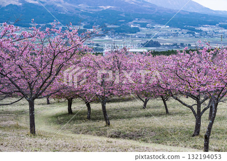 Aspecta (Minamiaso Village), one of the world's largest outdoor stages, stands out against the backdrop of Mount Aso on a beautiful spring day 132194053