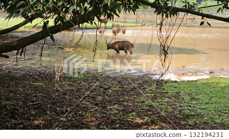 This scene is framed by overhanging tree branches and vines, showcasing a herd of brown sambar deer standing and cooling off in the shallow, murky water of a pond adjacent to a bank of dark mud. This scene is framed by overhanging tree branches and vines, showcasing a herd of brown sambar deer standing and cooling off in the shallow, murky water of a pond adjacent to a bank of dark mud. 132194231