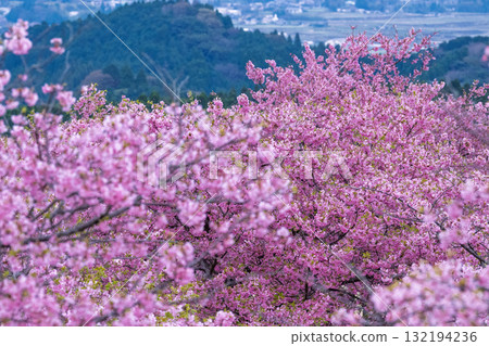 Cherry blossoms (Kawazu cherry blossoms) shining brightly on a beautiful spring day. Aspecta, one of the world's largest outdoor stages (Minamiaso Village). 132194236