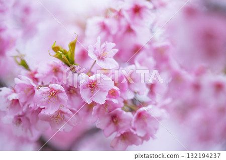 Cherry blossoms (Kawazu cherry blossoms) shining brightly on a beautiful spring day. Aspecta, one of the world's largest outdoor stages (Minamiaso Village). 132194237