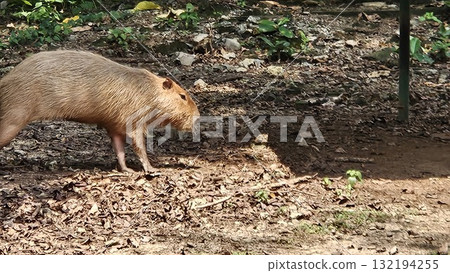 A close-up side profile video captures a large, semi-aquatic capybara with shaggy, light brown fur standing calmly in shallow. A close-up side profile video captures a large, semi-aquatic capybara with shaggy, light brown fur standing calmly in shallow. 132194255