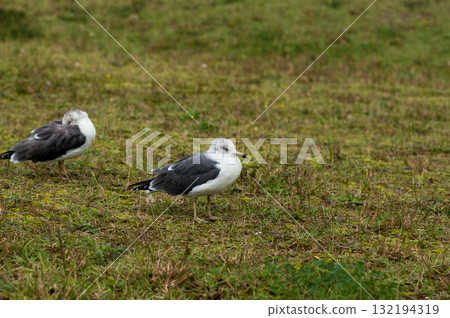 信濃川 Yasuragi 堤岸上的海獅 信濃川 Yasuragi 堤岸上的海獅 132194319