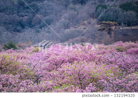春光明媚,櫻花(河津櫻)綏爛奪目。世界最大規模的戶外舞台「Aspecta」(南阿蘇村)。 春光明媚,櫻花(河津櫻)綏爛奪目。世界最大規模的戶外舞台「Aspecta」(南阿蘇村)。 132194320