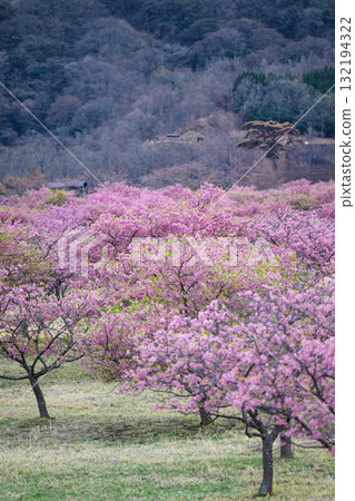 Cherry blossoms (Kawazu cherry blossoms) shining brightly on a beautiful spring day. Aspecta, one of the world's largest outdoor stages (Minamiaso Village). 132194322