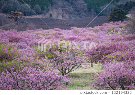 春光明媚，櫻花（河津櫻）綏爛奪目。世界最大規模的戶外舞台「Aspecta」（南阿蘇村）。 132194323