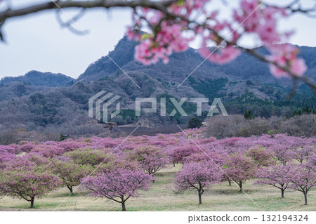 Cherry blossoms (Kawazu cherry blossoms) shining brightly on a beautiful spring day. Aspecta, one of the world's largest outdoor stages (Minamiaso Village). 132194324