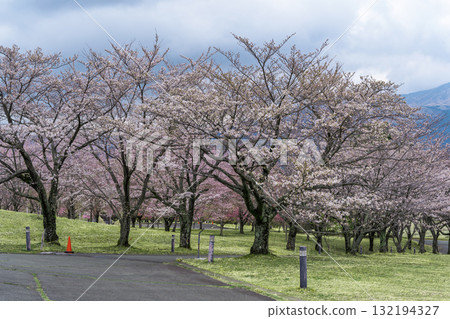 美麗的春天，櫻花樹在阿蘇山的襯托下格外引人注目。世界最大規模的戶外舞台「Aspecta」（南阿蘇村） 132194327