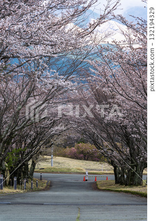 美麗的春天，櫻花樹在阿蘇山的襯托下格外引人注目。世界最大規模的戶外舞台「Aspecta」（南阿蘇村） 132194329