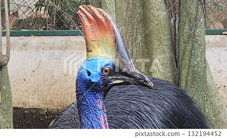 A striking, close-up portrait of a Cassowary shows its vivid blue and red neck and wattle. A striking, close-up portrait of a Cassowary shows its vivid blue and red neck and wattle. 132194452