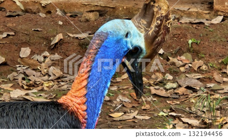 A striking, close-up portrait of a Cassowary shows its vivid blue and red neck and wattle. A striking, close-up portrait of a Cassowary shows its vivid blue and red neck and wattle. 132194456