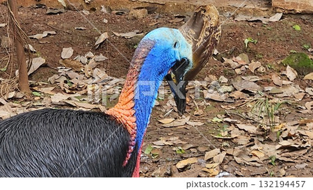 A striking, close-up portrait of a Cassowary shows its vivid blue and red neck and wattle. A striking, close-up portrait of a Cassowary shows its vivid blue and red neck and wattle. 132194457
