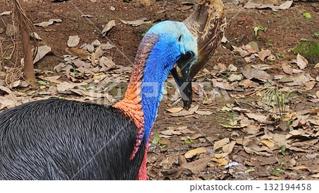 A striking, close-up portrait of a Cassowary shows its vivid blue and red neck and wattle. A striking, close-up portrait of a Cassowary shows its vivid blue and red neck and wattle. 132194458