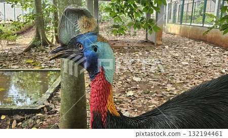 A striking, close-up portrait of a Cassowary shows its vivid blue and red neck and wattle. 132194461