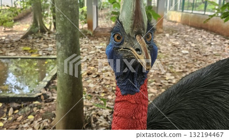 A striking, close-up portrait of a Cassowary shows its vivid blue and red neck and wattle. 132194467