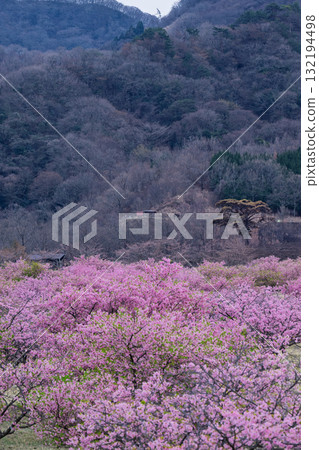 春光明媚，櫻花（河津櫻）綏爛奪目。世界最大規模的戶外舞台「Aspecta」（南阿蘇村）。 132194498