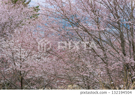 Cherry blossom trees stand out against the backdrop of Mount Aso in the beautiful spring. Aspecta, one of the world's largest outdoor stages (Minamiaso Village) 132194504
