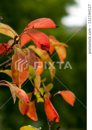 Autumn leaves of cherry blossoms on the Shinano River and Yasuragi Embankment 132194527