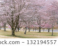 Cherry blossoms stand out against the backdrop of the warm spring sunshine at Aspecta, one of the world's largest outdoor stages (Minamiaso Village) Cherry blossoms stand out against the backdrop of the warm spring sunshine at Aspecta, one of the world's largest outdoor stages (Minamiaso Village) 132194557