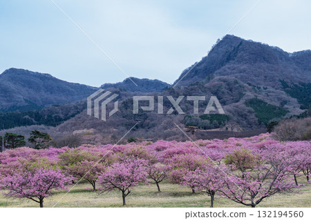 在一個美麗的春日，在世界最大的戶外舞台之一 Aspecta（南阿蘇村）上，櫻花在阿蘇山脈的背景下格外引人注目。 132194560
