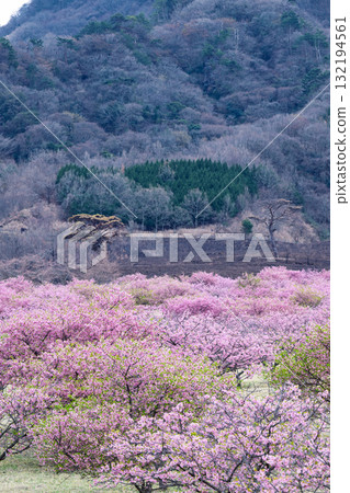 Cherry blossoms stand out against the backdrop of the Aso mountains on a beautiful spring day at Aspecta, one of the world's largest outdoor stages (Minamiaso Village). 132194561