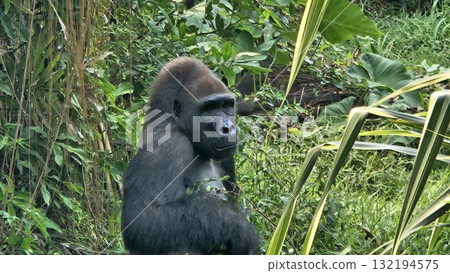 A large, sitting gorilla with black fur and a pensive expression is captured in a lush, green outdoor enclosure, briefly eating a small piece of food before returning to a stoic pose while surrounded A large, sitting gorilla with black fur and a pensive expression is captured in a lush, green outdoor enclosure, briefly eating a small piece of food before returning to a stoic pose while surrounded 132194575
