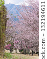 Cherry blossoms stand out against the backdrop of Mount Aso in the beautiful spring. Aspecta, one of the world's largest outdoor stages (Minamiaso Village) Cherry blossoms stand out against the backdrop of Mount Aso in the beautiful spring. Aspecta, one of the world's largest outdoor stages (Minamiaso Village) 132194611