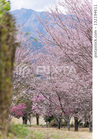 Cherry blossoms stand out against the backdrop of Mount Aso in the beautiful spring. Aspecta, one of the world's largest outdoor stages (Minamiaso Village) Cherry blossoms stand out against the backdrop of Mount Aso in the beautiful spring. Aspecta, one of the world's largest outdoor stages (Minamiaso Village) 132194611