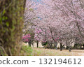 Cherry blossoms stand out against the backdrop of Mount Aso in the beautiful spring. Aspecta, one of the world's largest outdoor stages (Minamiaso Village) Cherry blossoms stand out against the backdrop of Mount Aso in the beautiful spring. Aspecta, one of the world's largest outdoor stages (Minamiaso Village) 132194612