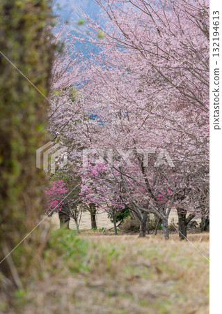 Cherry blossoms stand out against the backdrop of Mount Aso in the beautiful spring. Aspecta, one of the world's largest outdoor stages (Minamiaso Village) Cherry blossoms stand out against the backdrop of Mount Aso in the beautiful spring. Aspecta, one of the world's largest outdoor stages (Minamiaso Village) 132194613