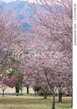 Cherry blossoms stand out against the backdrop of Mount Aso in the beautiful spring. Aspecta, one of the world's largest outdoor stages (Minamiaso Village) Cherry blossoms stand out against the backdrop of Mount Aso in the beautiful spring. Aspecta, one of the world's largest outdoor stages (Minamiaso Village) 132194616