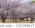 Cherry blossoms stand out against the backdrop of Mount Aso in the beautiful spring. Aspecta, one of the world's largest outdoor stages (Minamiaso Village) Cherry blossoms stand out against the backdrop of Mount Aso in the beautiful spring. Aspecta, one of the world's largest outdoor stages (Minamiaso Village) 132194617