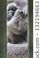 A vertical close-up portrait shows a pensive gibbon or ape with thick, shaggy silver-gray fur, whose face and body are partially obscured and framed by the vertical bars of an enclosure 132194663