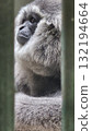 A vertical close-up portrait shows a pensive gibbon or ape with thick, shaggy silver-gray fur, whose face and body are partially obscured and framed by the vertical bars of an enclosure 132194664