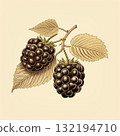 Vintage Blackberry Fruit Illustration with Leaves on Cream Background for Graphic Design. 132194710