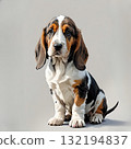 巴吉度獵犬小狗坐在良好的姿勢 132194837