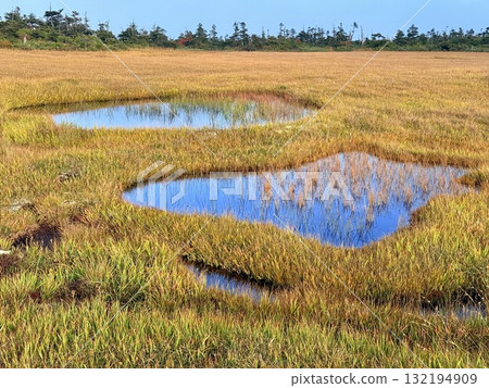 苗場山的濕地和木板路，以及被秋葉點亮的池塘 132194909