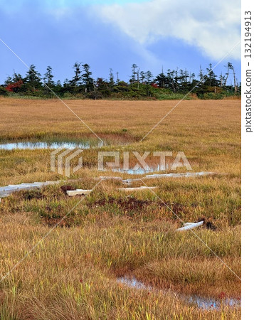 苗場山的濕地和木板路，以及被秋葉點亮的池塘 132194913