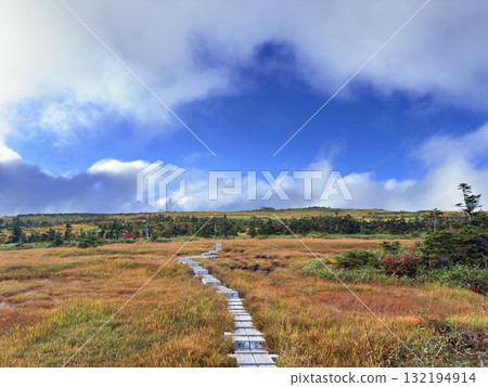 苗場山的濕地和木板路,以及被秋葉點亮的池塘 苗場山的濕地和木板路,以及被秋葉點亮的池塘 132194914