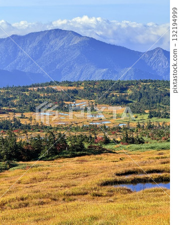 苗場山的濕地和木板路，以及被秋葉點亮的池塘 132194999