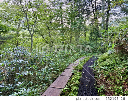 Boardwalk at the trailhead leading from Hatomachi Pass in Gunma to Ozegahara Boardwalk at the trailhead leading from Hatomachi Pass in Gunma to Ozegahara 132195426