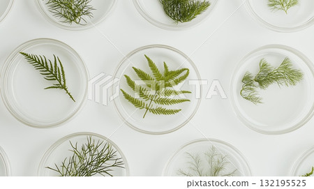 Fern and greenery specimens in round petrie dishes on white background 132195525