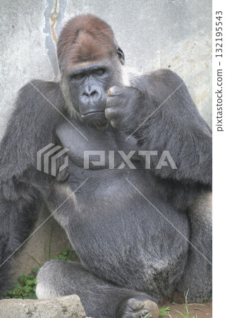 A gorilla stares at a toe that has come into view 132195543