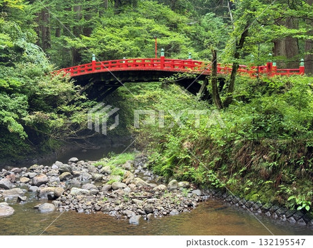 被杉樹環繞的羽狀黑山石階 132195547